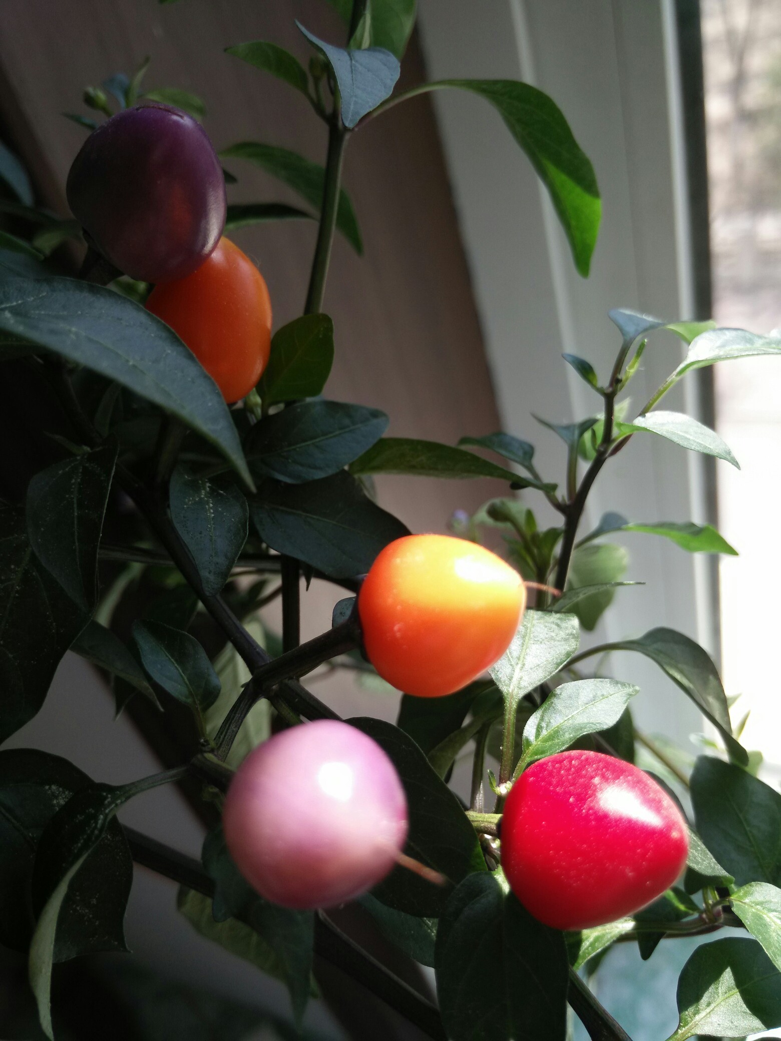 九游登录中心 -瀵屽＋鏂戒箰3119